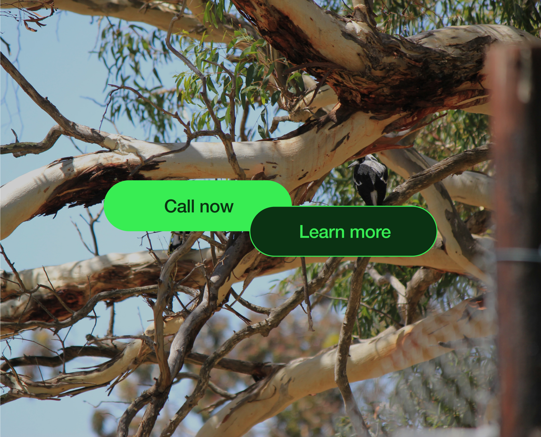 Adelaide Hills Tree Services Buttons Adelaide Hills Tree Services Buttons